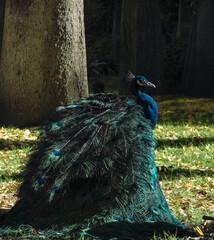 A majestic peacock rests on the grass, its shimmering iridescent feathers glowing in the light. The...