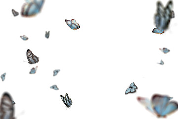 Colorful butterflies are seen flying around against a transparent backdrop, highlighting their grace and beauty in a serene atmosphere filled with movement