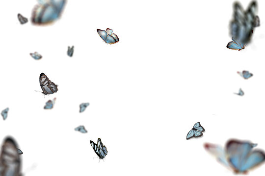 Fototapeta Colorful butterflies are seen flying around against a transparent backdrop, highlighting their grace and beauty in a serene atmosphere filled with movement