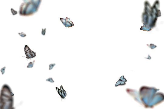 Colorful butterflies are seen flying around against a transparent backdrop, highlighting their grace and beauty in a serene atmosphere filled with movement