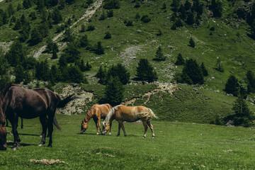 Fototapeta premium Horses grazing in the mountains on a summer day, with the beautiful Italian Alps in the background