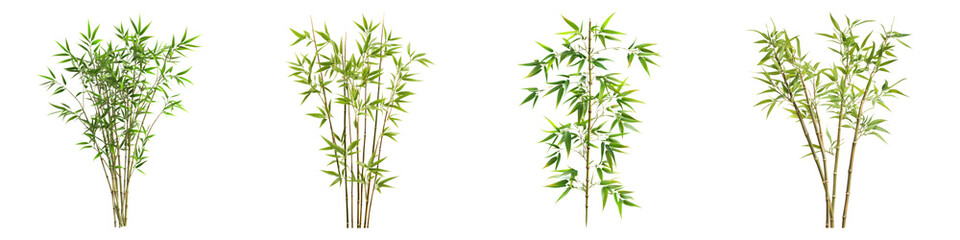 Bamboo branches isolated on transparent background, PNG, Set of