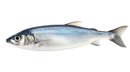 Obraz premium The fish displays a sleek body with reflective silver and blue scales. It is isolated against a plain background, highlighting its features and lively colors