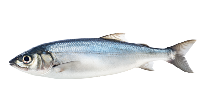 The fish displays a sleek body with reflective silver and blue scales. It is isolated against a plain background, highlighting its features and lively colors