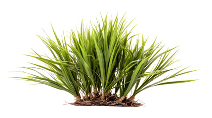 A lush patch of grass displays a vibrant array of green blades standing upright. The roots are visible, emphasizing the healthy, thriving condition of the grass