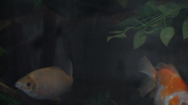 4K recording
Barbonymus schwanenfeldii or schwanenfeld's tin foil barb is swimming in the aquarium. freshwater fish in Indonesia