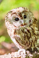 Summer forest blur featuring a tawny owl