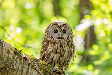 Trunk of fallen tree with tawny owl