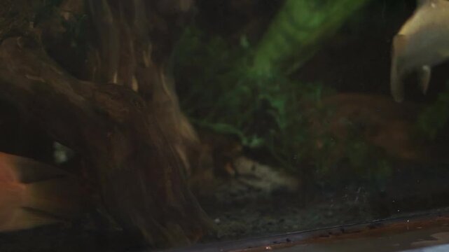 4K recording
Barbonymus schwanenfeldii or schwanenfeld's tin foil barb is swimming in the aquarium. freshwater fish in Indonesia