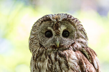 Summer's embrace: tawny owl in blurred greenery
