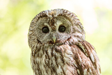 A tawny owl in the soft focus of summer woods