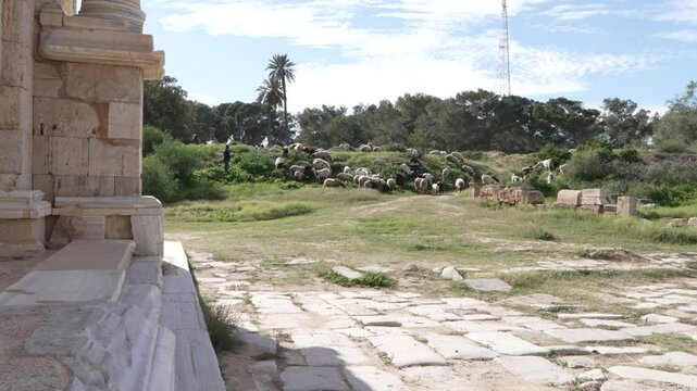 Goats on the archaeology site of Leptis Magna