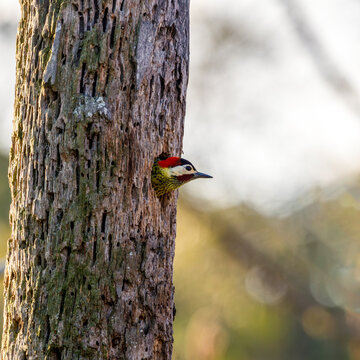 Colaptes melanochloros