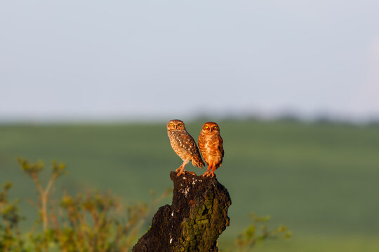Athene cunicularia