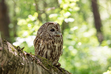 Fallen tree's tawny owl sentinel