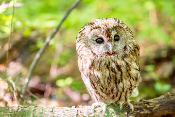 Tawny owl perched on downed tree