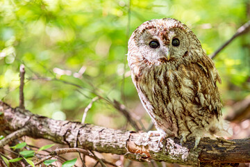Fallen tree tawny owl