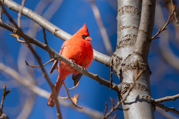 A male northern cardinal (Cardinalis cardinalis), also known as a common or red cardinal, perches in a tree. The mid-sized songbird provides a dazzling splash of colour in the drab winter forest.