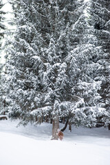 little girl in the mountains with a wooden sleigh in winter. Christmas celebration and winter holidays.
