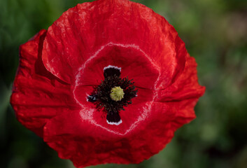 Close-up of a red poppy flower, which is open. The background is green.