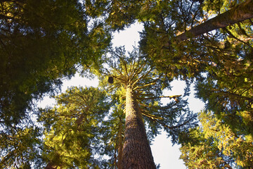 Obraz premium Sol Duc Falls hiking trail Soleduck waterfall view in summer 2024 Olympic National Park, Washington, United States