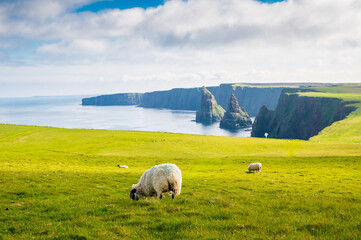 Fototapeta premium Troupeau de moutons broutant tranquillement dans une prairie à Duncansby Head en Ecosse