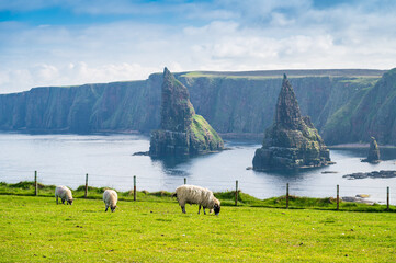 Obraz premium Trois moutons broutent dans un champ, derrière eux les deux pitons rocheux de Duncansby Head et une falaise, Ecosse, Royaume-Uni