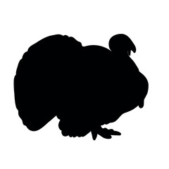 Silhouette of a turkey isolated on a white background. Ideal for farming, poultry, Thanksgiving, wildlife and rural concepts.