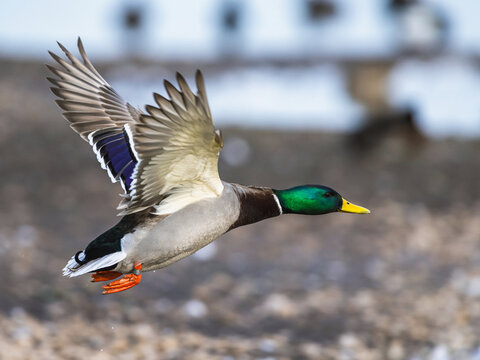 Mallard, Anas platyrhynchos, male in flight over winter marshes