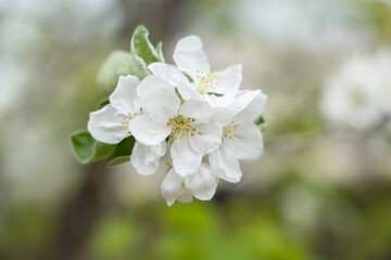 Spring blossoms. Blooming apple tree flowers with green leaves outdoors