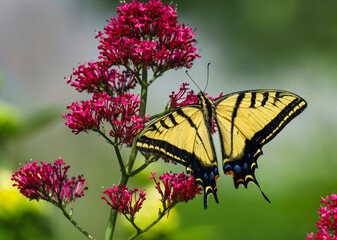 A Swallowtail Butterfly beautifully draped over a cluster of Red Valerian flowers in a colorful...