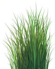 Obraz premium Green grass, white isolate background