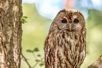 Amidst thick branches: a tawny owl