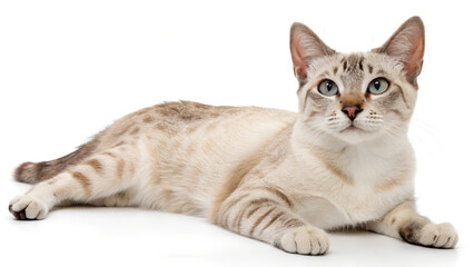 Obraz premium Kitty. 