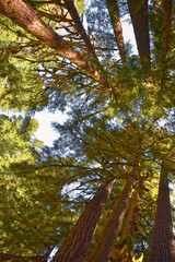 Obraz premium Sol Duc Falls hiking trail Soleduck waterfall view in summer 2024 Olympic National Park, Washington, United States