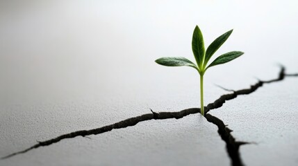 Fototapeta premium A small green plant emerges resiliently from a cracked surface, symbolizing hope and perseverance in the face of adversity, under soft lighting.