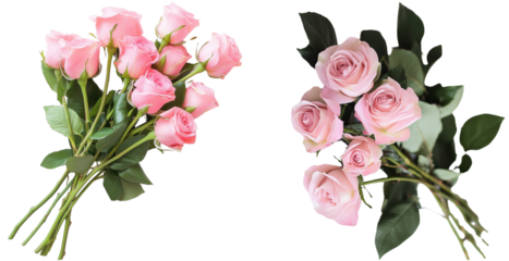 2 bouquets of pink roses isolated over transparent (white) background; concept of mother's day, february 14, valentine's day, women day gift; different angle; copy space