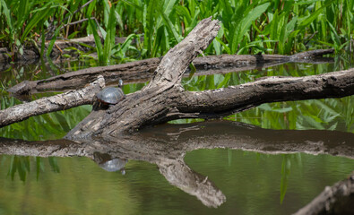 Eastern Painted Turtle