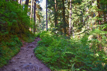 Sol Duc Falls hiking trail Soleduck waterfall view in summer 2024 Olympic National Park, Washington, United States