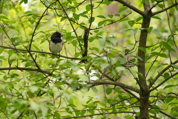 Eastern Towhee