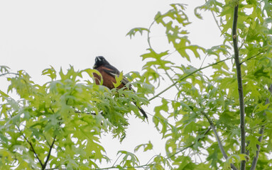 Orchard Oriole