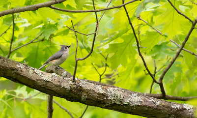 Tufted Titmouse