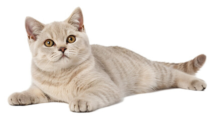 Fototapeta premium Kitty. 