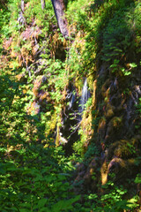 Fototapeta premium Sol Duc Falls hiking trail Soleduck waterfall view in summer 2024 Olympic National Park, Washington, United States