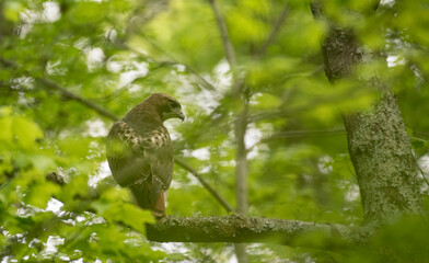 Red Tailed Hawk