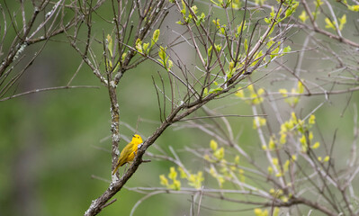 Yellow Warbler
