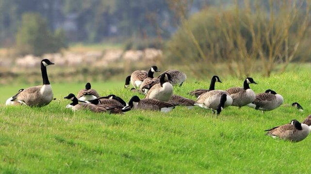 herd of canadian geese on green meadow
