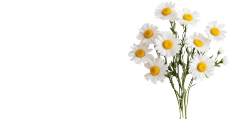simple natural bouquet of fresh camomiles isolated over transparent (white) background; concept of mother's day, february 14 banner element