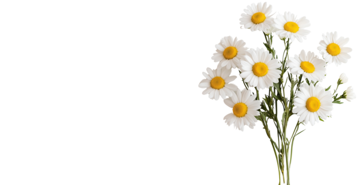 simple natural bouquet of fresh camomiles isolated over transparent (white) background; concept of mother's day, february 14 banner element