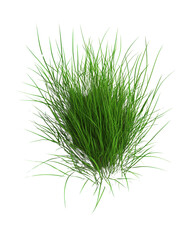 Fresh green grass, white isolated background